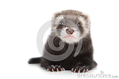 Ferret puppy on a white background Stock Photo