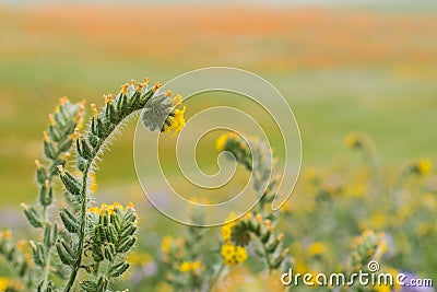 Close up of Fiddleneck Amsinckia tesselata wildflowers blooming on the hills, California Stock Photo