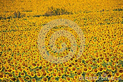 Close up of field with bright shining countless sunflowers - Andalusia Stock Photo