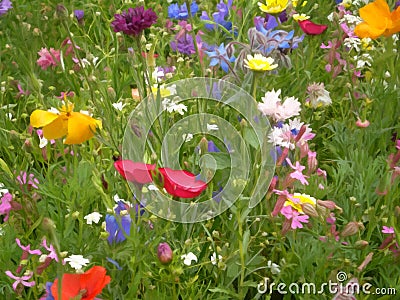 Close-up of field of meadow flowers Stock Photo