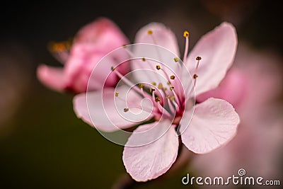 Close-up on filigree pink cherry blossoms Stock Photo