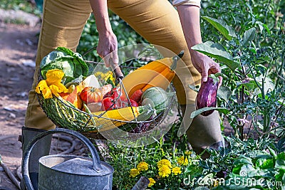 Harvesting vegetables in a greenhouse Stock Photo