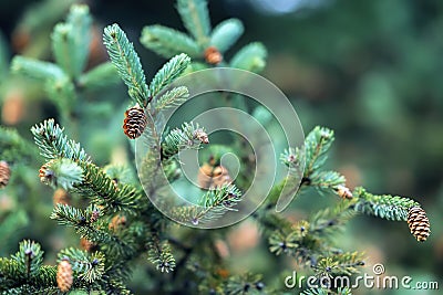 Close-up Fir branches with cones, winter. Christmas, Happy new year. Natural background, trendy green colors by Pantone Stock Photo