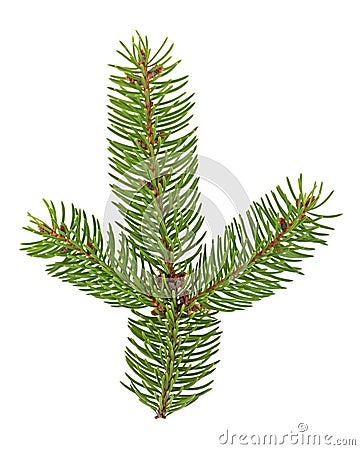 Close up of fir tree branch isolated on white background Stock Photo