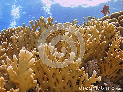 Close up of a Fire Coral in clear blue water. Stock Photo