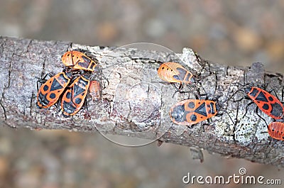Close-up of a firebug (Pyrrhocoris apterus) crawling on a tree Stock Photo