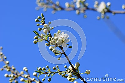 Close up of the first white blossoms on a tree branche in spring against the sky Stock Photo