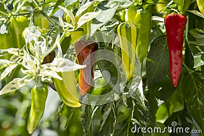 Fish Pepper Plant with Colorful Chili Peppers Hanging from It #2 Stock Photo