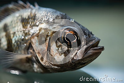 close-up of fish, with visible signs of disease and stress from polluted water Stock Photo
