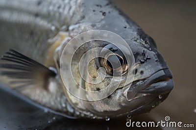 close-up of fish, with visible signs of disease and stress from polluted water Stock Photo