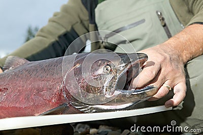 Close up of a fisherman holding a king salmon Stock Photo