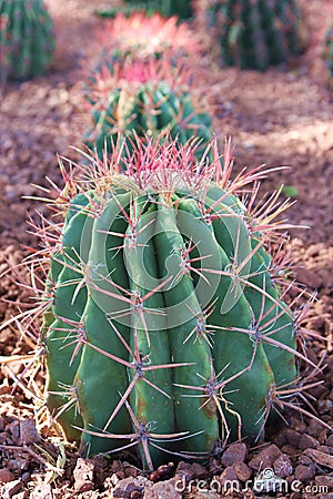 A Fishhook Barrel Cactus, Ferocactus wislizeni, in the Arizona desert Stock Photo
