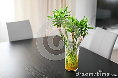 Close up five bamboo stems in glass vase standing on dark wooden table Stock Photo