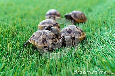 Close up of five young hermann turtles on a synthetic grass Stock Photo