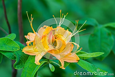 Close-up of Flame Azalea Flowers Stock Photo