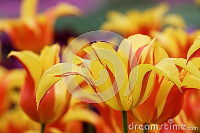 Close up of flaming yellow and red tulips in a field with shallow depth of field Stock Photo
