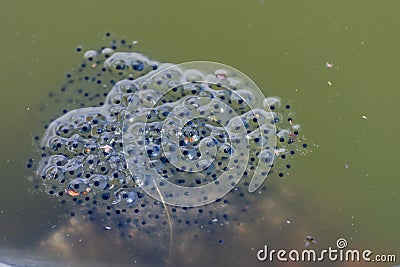 Close-up of floating frogspawn in a little puddle Stock Photo