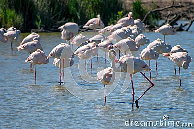 Close-up of a flock of Greater Flamingos Phoenicopterus roseus in the Camargue, Bouches du Rhone South of France Stock Photo