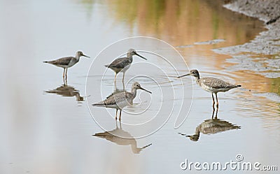 Greater Yellowlegs Tringa melanoleuca near a pond in Eastern Panama Stock Photo