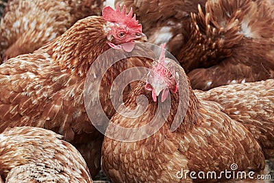Close-up of a flock of hens on organic chicken farm Stock Photo