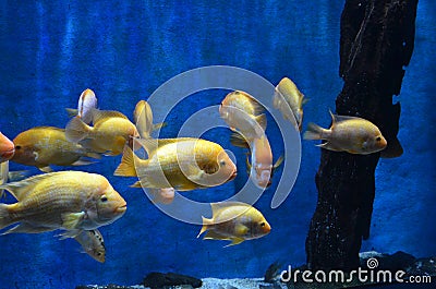 Close up of a flock of yellow sea fish with shiny scales and high forehead swim in an aquarium on a blue background Stock Photo