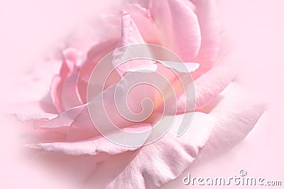 Close-up floral pink rose flower soft color style for background and wallpaper Stock Photo