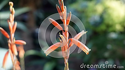 Close-up of the flower of aloe vera Stock Photo
