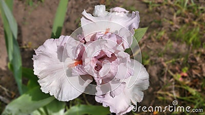The flower of a bearded iris of Fine Romance variety, on a blurry background Stock Photo