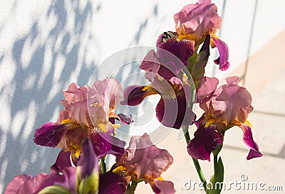 Close-up of a flower of bearded iris Iris germanica. Flower be Stock Photo