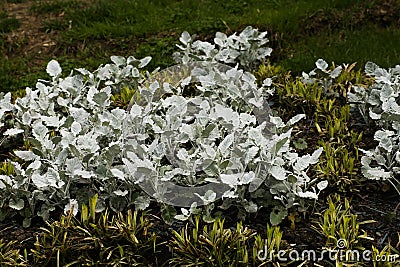 Close-up - a flower bed with round, felt and silvery leaves of common ragweed or dusty mill cirrus Senecio cineraria Stock Photo