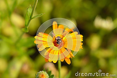 Close up flower with bee on it Stock Photo