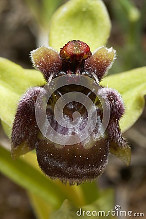 The close-up of a flower of the bumblebee orchid Stock Photo