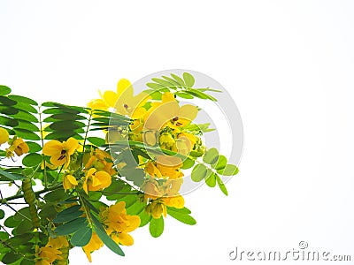 Close up flower of Cassod tree or Senna siamea on white background Stock Photo