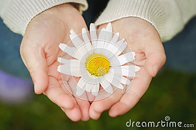 Close-up of a flower in childs hands Stock Photo