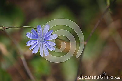 Close-up of the flower of Cichorium endive plant. Blurred background Stock Photo