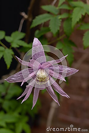 Purple flower of clematis alpina in bloom Stock Photo