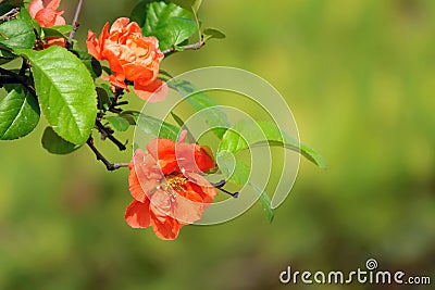 Common Flowering Quince Stock Photo