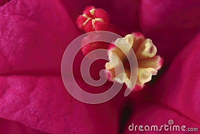 Close-up flower core Stock Photo