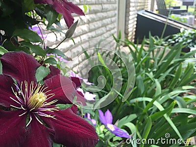 Close Up of Flower in Flower Bed Stock Photo