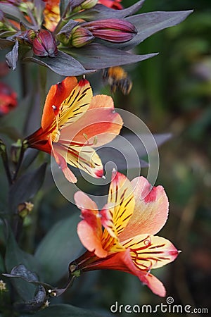 Close up of a flower Stock Photo