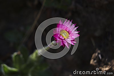 Close up of a flower head of the Pink Everlasting flower Stock Photo