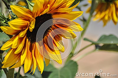 close-up of a flower head of a sunflower beautiful flower Stock Photo