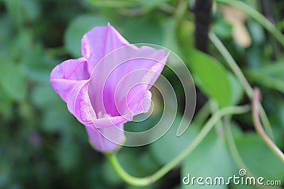 close-up flower of Ipomoea asarifolia Ginger-leaf morning-glory Stock Photo