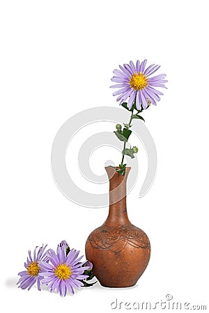Close-up of flower of Michaelmas daisies in the clay pitcher isolated on white Stock Photo