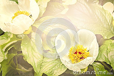 A close-up of The Flower of The Mlokosewicz Peony. Paeoniaceae. Paeonia mlokosewitschii Lomak Stock Photo