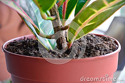 Close-up in a flower pot. Tropical plant colorful leaves. Codiaeum variegatum, croton. Soft focus. Selective focus Stock Photo
