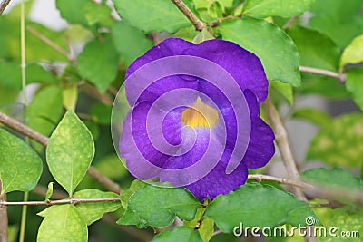 Close up flower purple Thunbergia erecta Benth. Anderson Stock Photo