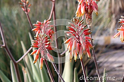 Stalks of orange, green and yellow flower buds on Aloe sheilae plants in the Arizona desert Stock Photo