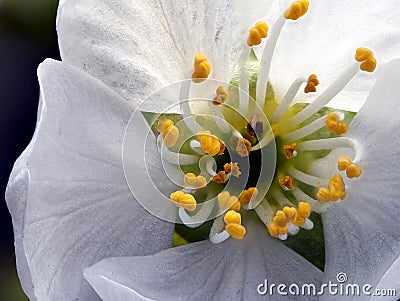 Close-up of flower of sweet cherry, Prunus avium, with white flower cups and yellow pollen, ultra macro Stock Photo