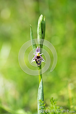 Close up of a flower of a woodcock bee orchid or woodcock orchid ( Ophrys scolopax ). Stock Photo